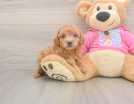 7 week old Poochon Puppy For Sale - Windy City Pups