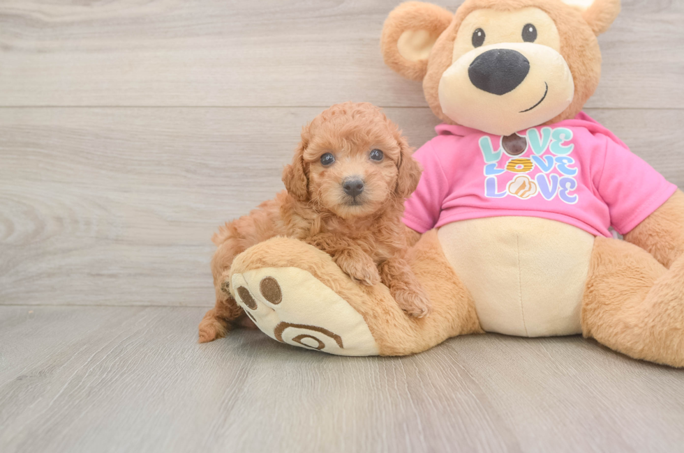 6 week old Poochon Puppy For Sale - Windy City Pups