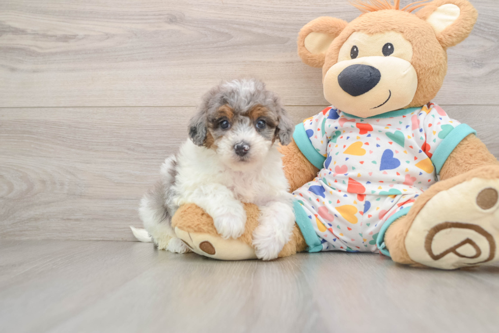 Best Poochon Baby