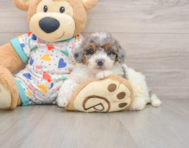 7 week old Poochon Puppy For Sale - Windy City Pups