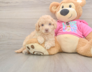 7 week old Poochon Puppy For Sale - Windy City Pups