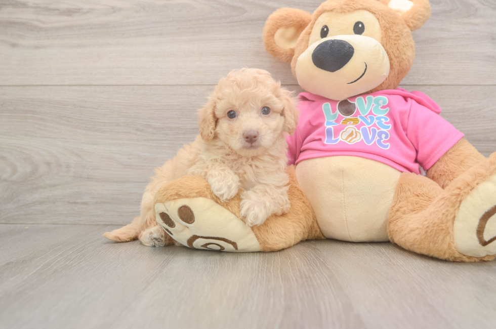 6 week old Poochon Puppy For Sale - Windy City Pups