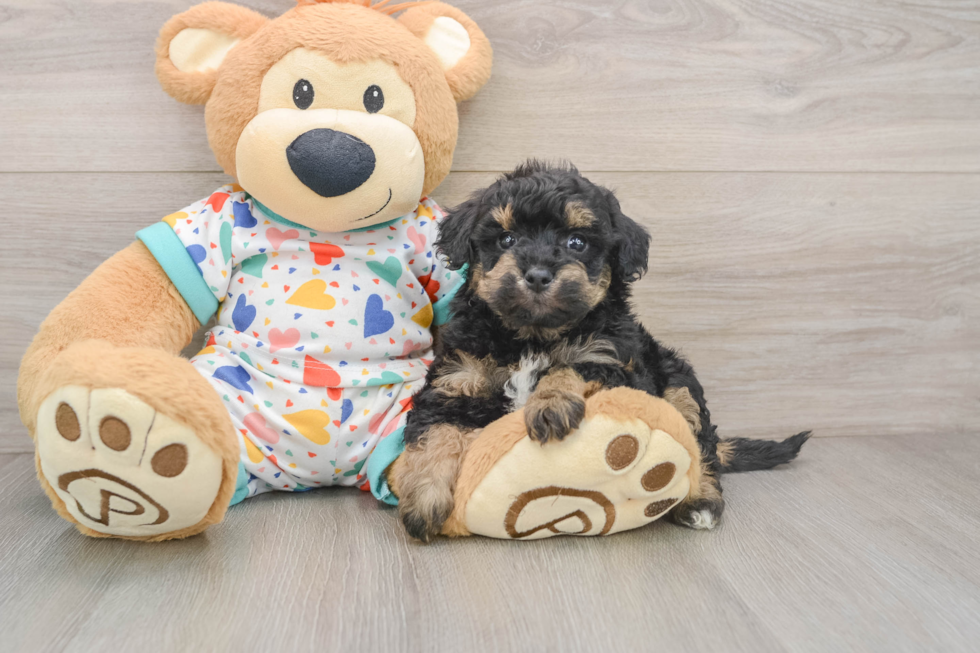 Petite Poochon Poodle Mix Pup