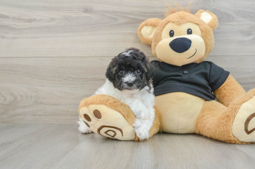 6 week old Poochon Puppy For Sale - Windy City Pups