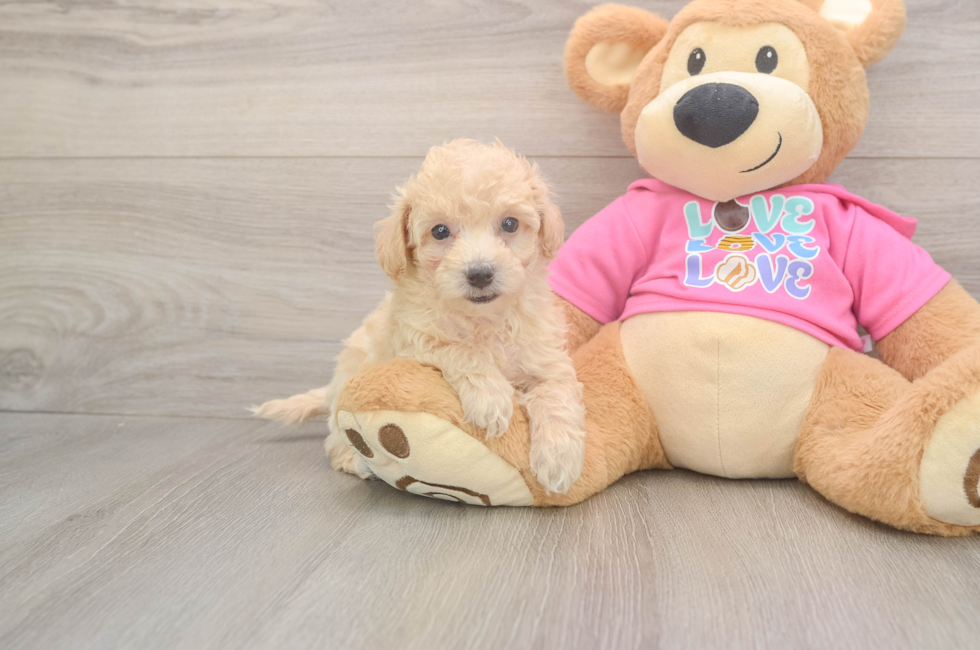 6 week old Poochon Puppy For Sale - Windy City Pups
