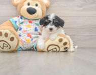 7 week old Poochon Puppy For Sale - Windy City Pups