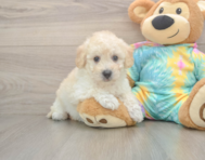 8 week old Poochon Puppy For Sale - Windy City Pups