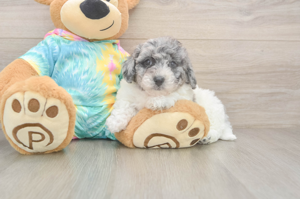 6 week old Poochon Puppy For Sale - Windy City Pups