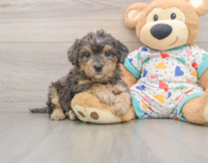 6 week old Poochon Puppy For Sale - Windy City Pups