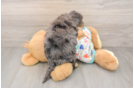 Funny Poochon Poodle Mix Pup