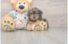 Best Poochon Baby