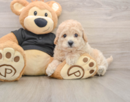 6 week old Poochon Puppy For Sale - Windy City Pups