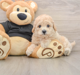 5 week old Poochon Puppy For Sale - Windy City Pups