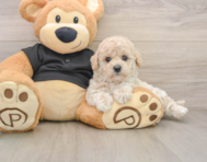 6 week old Poochon Puppy For Sale - Windy City Pups