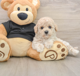 5 week old Poochon Puppy For Sale - Windy City Pups