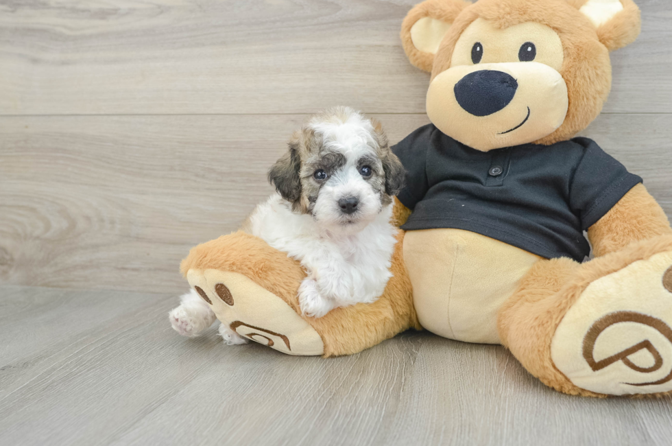 6 week old Poochon Puppy For Sale - Windy City Pups