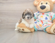 8 week old Poochon Puppy For Sale - Windy City Pups
