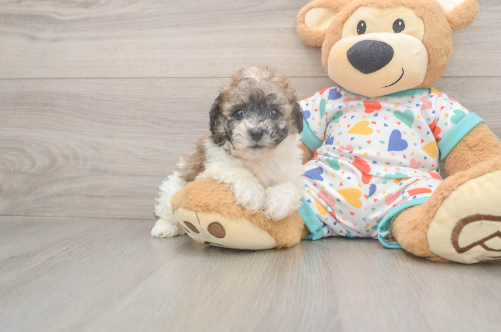 7 week old Poochon Puppy For Sale - Windy City Pups
