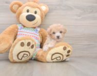 6 week old Poochon Puppy For Sale - Windy City Pups