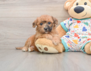 8 week old Poochon Puppy For Sale - Windy City Pups
