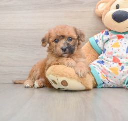 8 week old Poochon Puppy For Sale - Windy City Pups
