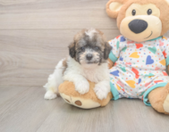 8 week old Poochon Puppy For Sale - Windy City Pups