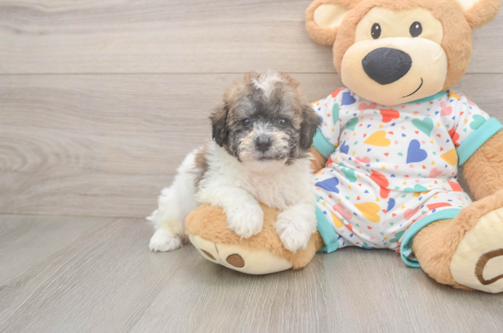 7 week old Poochon Puppy For Sale - Windy City Pups