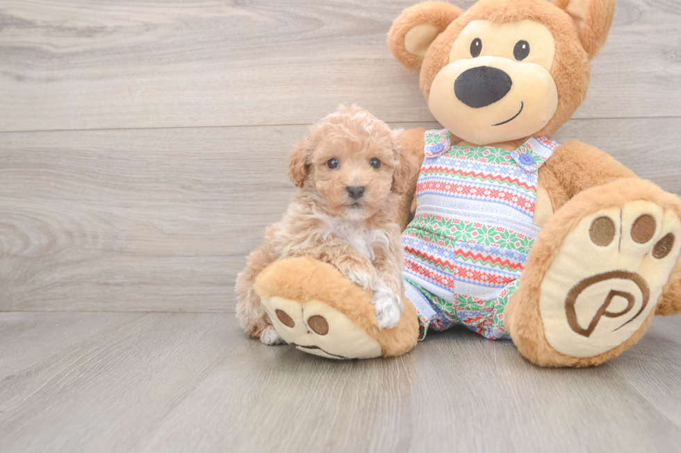 Funny Poochon Poodle Mix Pup