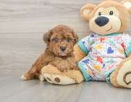 5 week old Poochon Puppy For Sale - Windy City Pups