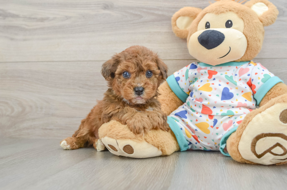 5 week old Poochon Puppy For Sale - Windy City Pups