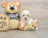 5 week old Poochon Puppy For Sale - Windy City Pups