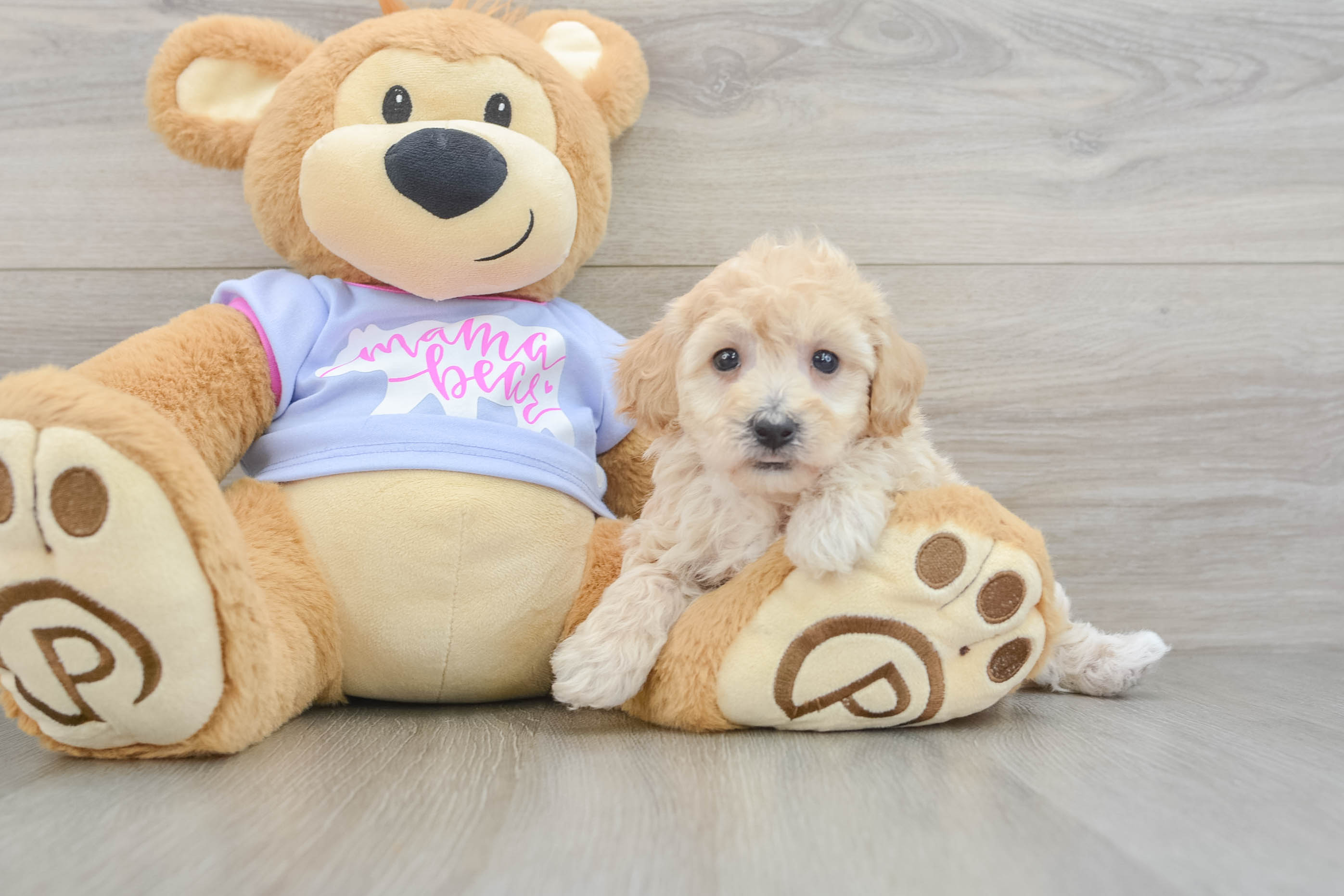 Best Poochon Baby
