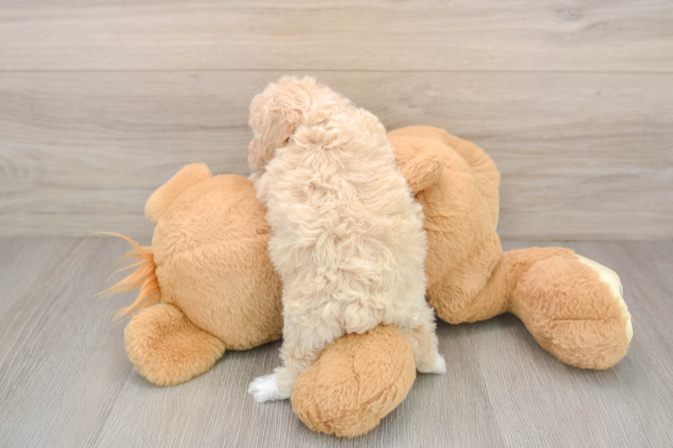 Petite Poochon Poodle Mix Pup