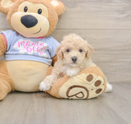 5 week old Poochon Puppy For Sale - Windy City Pups