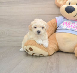 5 week old Poochon Puppy For Sale - Windy City Pups