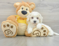 8 week old Poochon Puppy For Sale - Windy City Pups