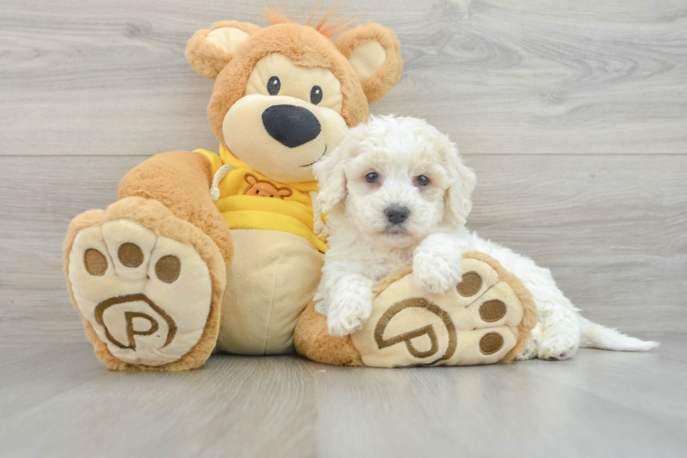 Adorable Bichpoo Poodle Mix Puppy