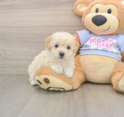 5 week old Poochon Puppy For Sale - Windy City Pups