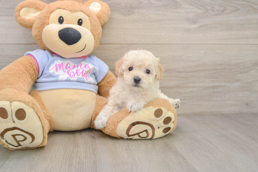 Energetic Bichpoo Poodle Mix Puppy