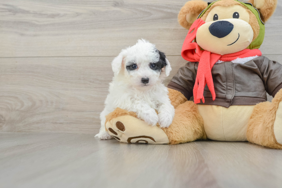 Best Poochon Baby