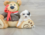 8 week old Poochon Puppy For Sale - Windy City Pups