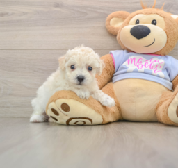 5 week old Poochon Puppy For Sale - Windy City Pups
