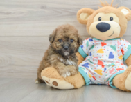 6 week old Poochon Puppy For Sale - Windy City Pups