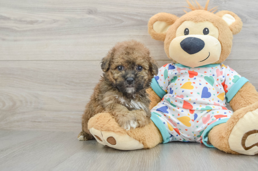 5 week old Poochon Puppy For Sale - Windy City Pups