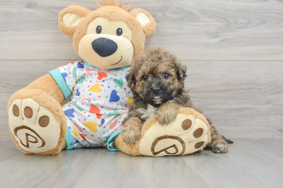 5 week old Poochon Puppy For Sale - Windy City Pups