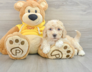 7 week old Poochon Puppy For Sale - Windy City Pups