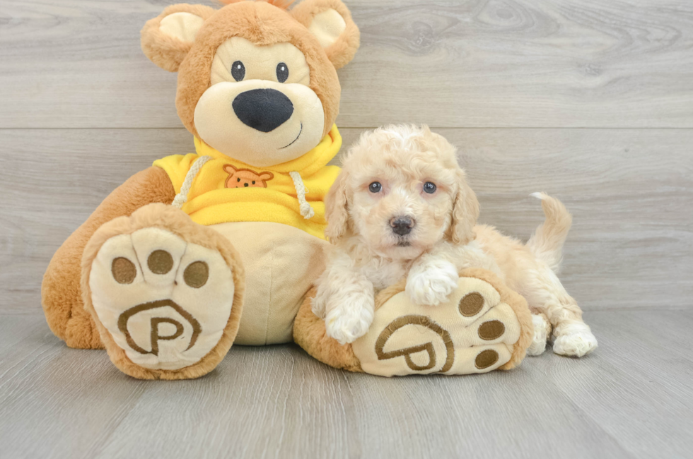 7 week old Poochon Puppy For Sale - Windy City Pups