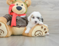 8 week old Poochon Puppy For Sale - Windy City Pups