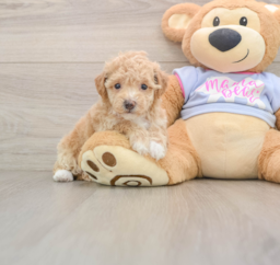6 week old Poochon Puppy For Sale - Windy City Pups