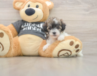 5 week old Poochon Puppy For Sale - Windy City Pups